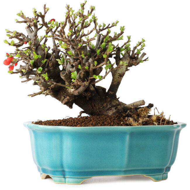 Chaenomeles speciosa, 16 cm, ± 25 ans