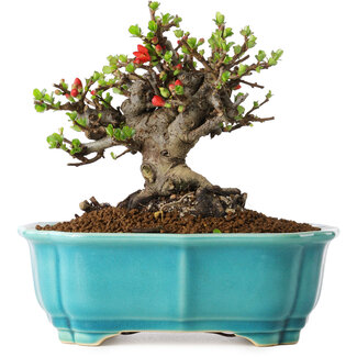 Chaenomeles speciosa, 14 cm, ± 25 Jahre alt
