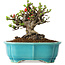 Chaenomeles speciosa, 14 cm, ± 25 ans