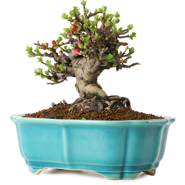 Chaenomeles speciosa, 14 cm, ± 25 years old