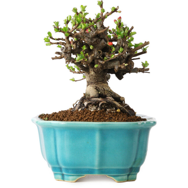 Chaenomeles speciosa, 14 cm, ± 25 jaar oud