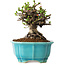 Chaenomeles speciosa, 14 cm, ± 25 years old