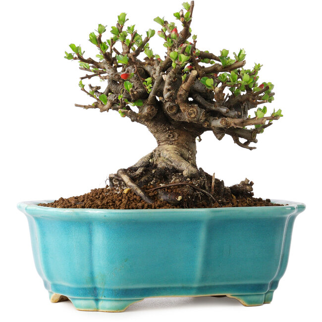 Chaenomeles speciosa, 14 cm, ± 25 years old