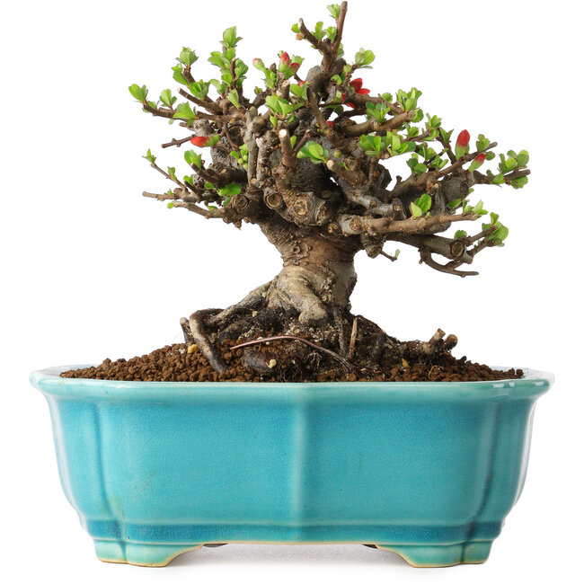 Chaenomeles speciosa, 14 cm, ± 25 Jahre alt