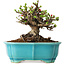 Chaenomeles speciosa, 14 cm, ± 25 ans