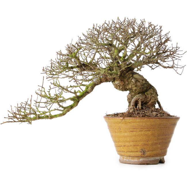 Ulmus parvifolia, 18 cm, ± 30 jaar oud