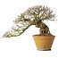 Ulmus parvifolia, 18 cm, ± 30 jaar oud