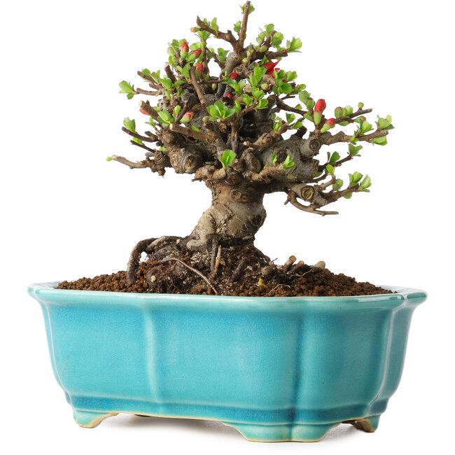 Chaenomeles speciosa, 14 cm, ± 25 years old