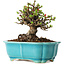 Chaenomeles speciosa, 14 cm, ± 25 ans