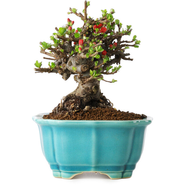 Chaenomeles speciosa, 14 cm, ± 25 años