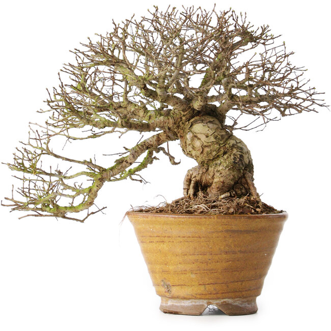 Ulmus parvifolia, 18 cm, ± 30 Jahre alt