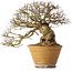 Ulmus parvifolia, 18 cm, ± 30 jaar oud