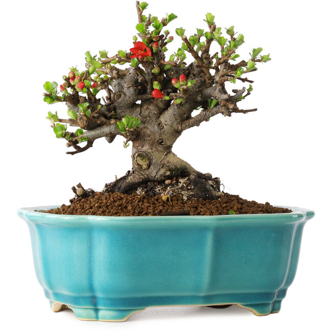 Chaenomeles speciosa, 14 cm, ± 25 Jahre alt