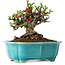 Chaenomeles speciosa, 14 cm, ± 25 ans