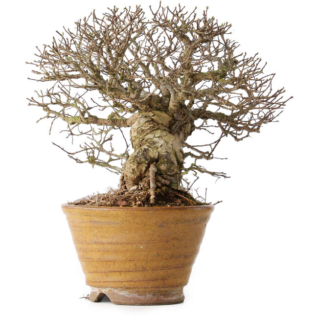 Ulmus parvifolia, 18 cm, ± 30 jaar oud