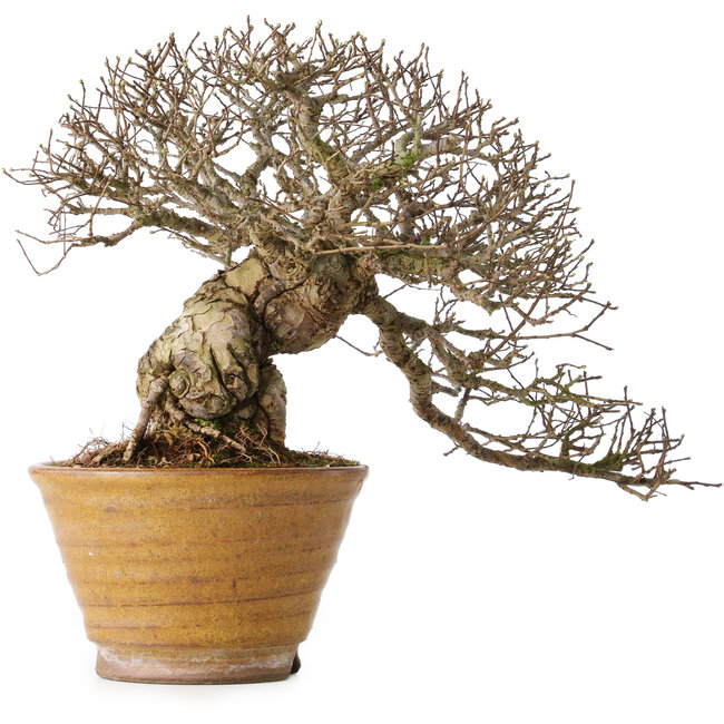 Ulmus parvifolia, 18 cm, ± 30 ans