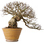 Ulmus parvifolia, 18 cm, ± 30 jaar oud