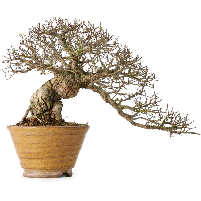 Ulmus parvifolia, 18 cm, ± 30 years old