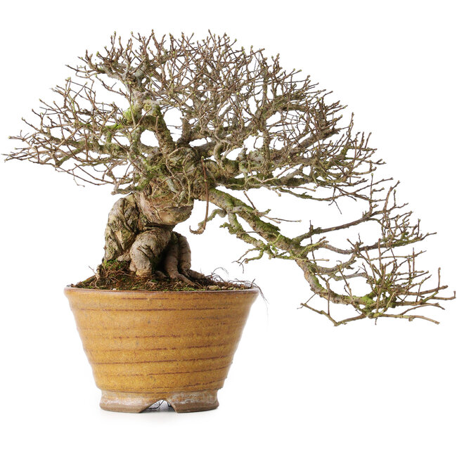 Ulmus parvifolia, 18 cm, ± 30 Jahre alt