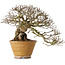 Ulmus parvifolia, 18 cm, ± 30 jaar oud