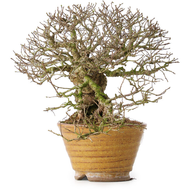 Ulmus parvifolia, 18 cm, ± 30 ans