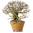 Ulmus parvifolia, 18 cm, ± 30 jaar oud