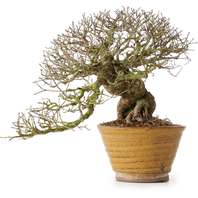 Ulmus parvifolia, 18 cm, ± 30 Jahre alt