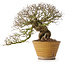 Ulmus parvifolia, 18 cm, ± 30 jaar oud