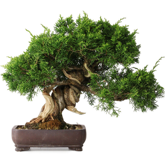 Juniperus chinensis Itoigawa, 25 cm, ± 25 jaar oud