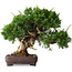 Juniperus chinensis Itoigawa, 25 cm, ± 25 jaar oud
