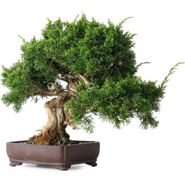 Juniperus chinensis Itoigawa, 25 cm, ± 25 jaar oud