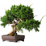 Juniperus chinensis Itoigawa, 25 cm, ± 25 ans