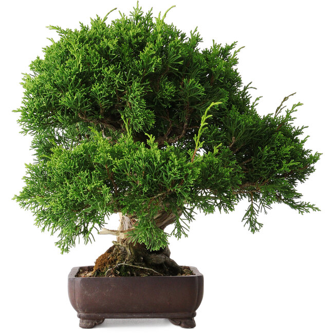 Juniperus chinensis Itoigawa, 25 cm, ± 25 jaar oud