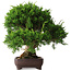 Juniperus chinensis Itoigawa, 25 cm, ± 25 ans