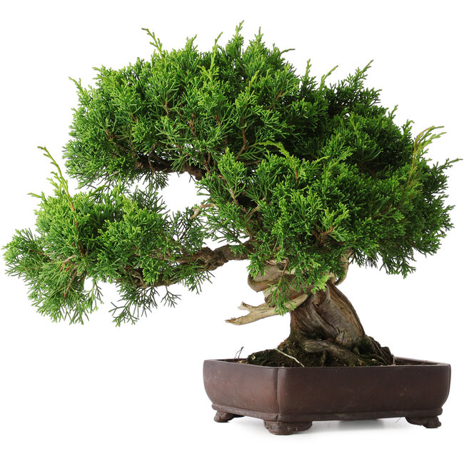 Juniperus chinensis Itoigawa, 25 cm, ± 25 years old