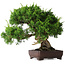 Juniperus chinensis Itoigawa, 25 cm, ± 25 jaar oud
