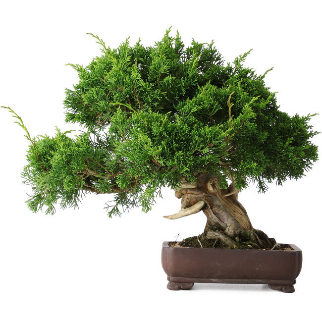 Juniperus chinensis Itoigawa, 25 cm, ± 25 anni