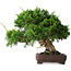 Juniperus chinensis Itoigawa, 25 cm, ± 25 ans