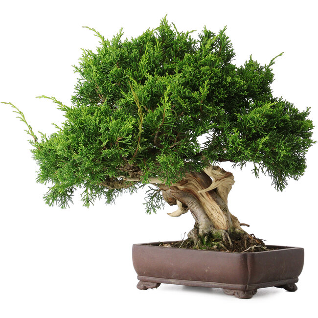 Juniperus chinensis Itoigawa, 25 cm, ± 25 Jahre alt