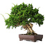 Juniperus chinensis Itoigawa, 25 cm, ± 25 jaar oud