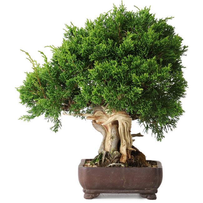 Juniperus chinensis Itoigawa, 25 cm, ± 25 años