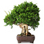Juniperus chinensis Itoigawa, 25 cm, ± 25 ans