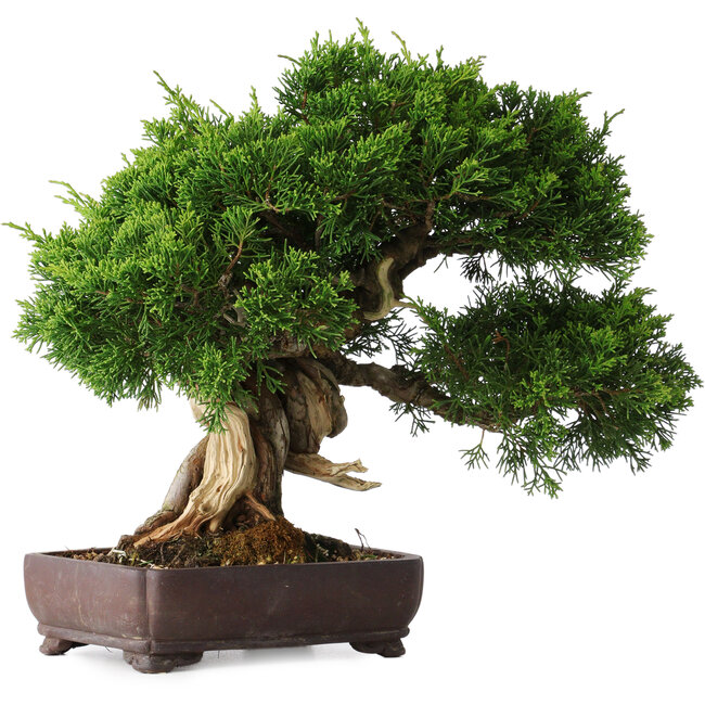 Juniperus chinensis Itoigawa, 25 cm, ± 25 jaar oud