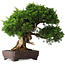 Juniperus chinensis Itoigawa, 25 cm, ± 25 ans