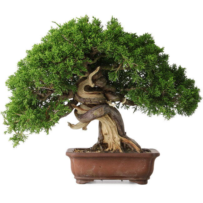 Juniperus chinensis Itoigawa, 26 cm, ± 30 jaar oud