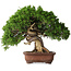 Juniperus chinensis Itoigawa, 26 cm, ± 30 jaar oud