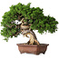 Juniperus chinensis Itoigawa, 26 cm, ± 30 jaar oud