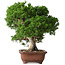 Juniperus chinensis Itoigawa, 26 cm, ± 30 jaar oud
