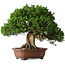 Juniperus chinensis Itoigawa, 26 cm, ± 30 jaar oud