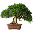 Juniperus chinensis Itoigawa, 26 cm, ± 30 jaar oud